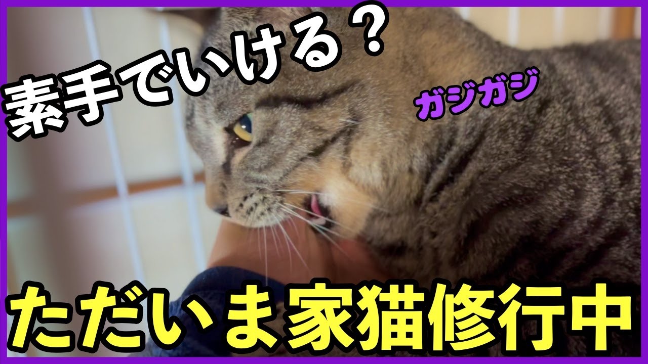 本気で家猫修行3日目 涙の子猫はじめての素手でのなでなで 緊張しつつも嬉しそうでかわいい 保護猫 Ep49ルイ 4khdr高画質 Iphone14proで撮影 Miorui Youtube