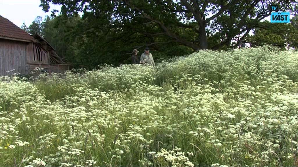 Lurö i Vänern är ett växande pilgrimsmål