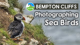 An amazing visit to Bempton Cliffs photographing Sea Birds