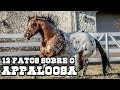 12 FATOS SOBRE O APPALOOSA