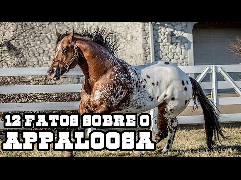 Vídeo: Raça de cavalo Appaloosa: foto, descrição. Cavalo Appaloosa: leopardo, baía