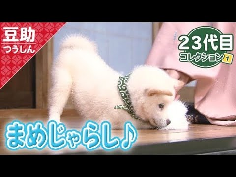 白まめちゃんがタッタカ走る！階段上る…で、ネムネムしますw23代目【豆