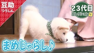 白まめちゃんがタッタカ走る！階段上る…で、ネムネムしますw23代目【豆