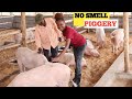 How To Become A millionaire Through Pig-rearing! /2021 TIPS!
