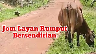 Lembu Makan Rumput Tepi Jalan Seekor Sahaja