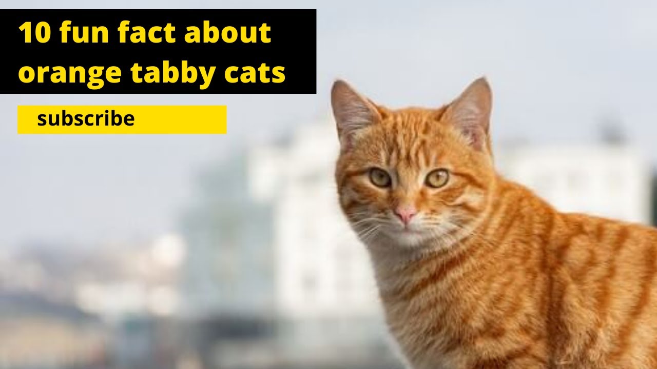 10 fun facts about tabby cats - YouTube