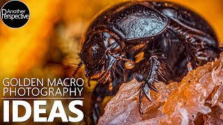 Autumn Macro Photography Ideas | Golden Glow Edition