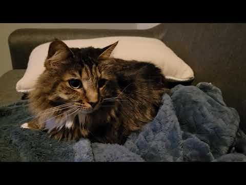 Cat Activation Sound