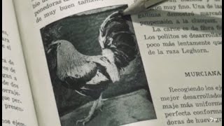 Presentamos "Comprometidos con la Gallina Murciana", de la mano de Juan Regis