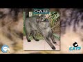 Chausie 🐱🦁🐯 EVERYTHING CATS 🐯🦁🐱 の動画、YouTube動画。