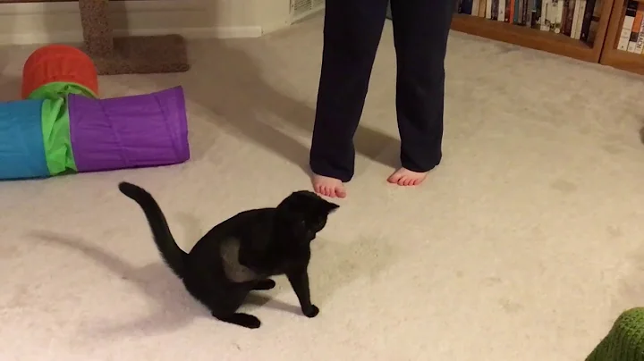 Miso and Udon play with their new toy!