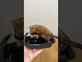 吉野家の豚角煮ごっついなぁ