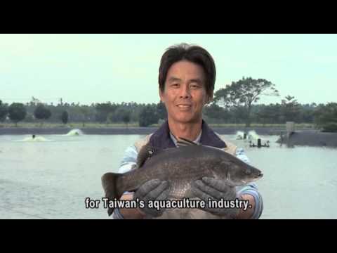 Video: Alin Ang Mas Masarap: Sea Bass O Dorado