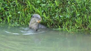 City In Nature_ Smooth-coated Otter Foraging At Ulu Pandan/Clementi In Singapore