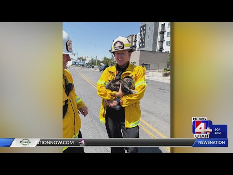 Cat Named ‘Toast’ Survives Intense Heat of 4-Alarm Fire By Hiding in Closet