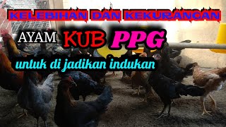 KELEBIHAN DAN KEKURANGAN AYAM KUB PPG UNTUK INDUKAN