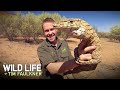 Just a Regular Sized Lizard Found in Outback Australia | Full Episode | Wildlife of Tim Faulkner