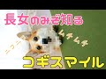 コーギーとかくれんぼの本当の楽しみはこれだった！毎日かくれんぼしてるコーギーと娘