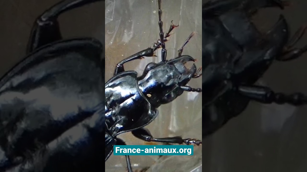 Pterostichus cristatus - Carabidae - Carabique noir - France animaux org