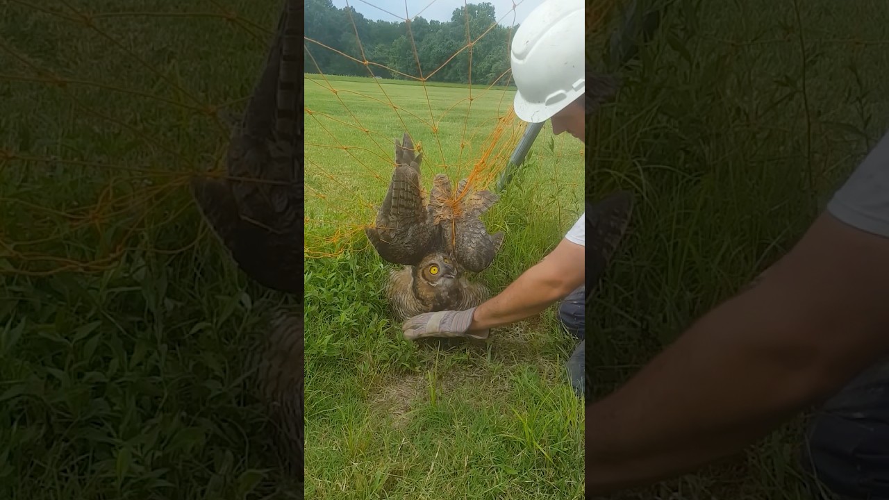 Kind Workers Save Owl Trapped In A Net