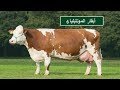سلالة أبقار المونتبليارد | مميزاتها والغرض منها
