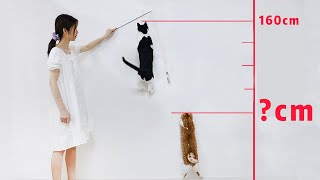 The competition of High jump for all my cats | SanHua Cat Live