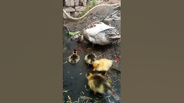 #anhtumongv #videodongvatdethuong #ca #dongvatTổng hợp các video cá cảnh đẹp, động vật dễ thương