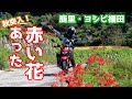 あった！秋の赤い花を見に行ってきた！2/3　鹿里棚田&amp;ヨシビ棚田編！【夫婦ツーリング】