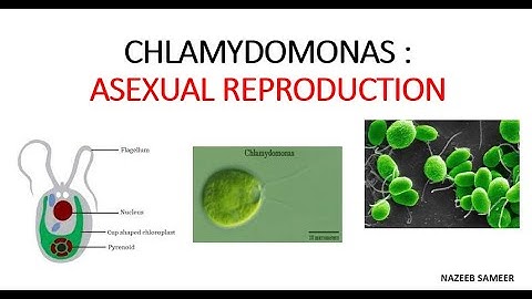 Chlamydomonas  Asexual reproduction BY NAZEEB SAMEER