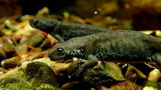 Alpine Newts Feeding  || Bergmolch-Fütterung (Ichthyosaura alpestris inexpectata)