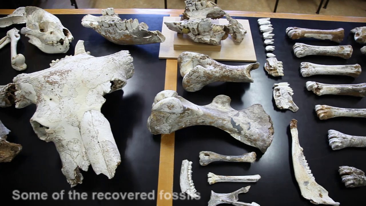 Paleontological research at Rexidora cave (Ribadesella, Asturias, Spain)