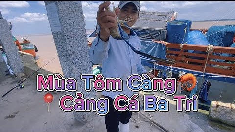 Câu cá ngát, cá úc, câu tôm càng | Cảng Cá Bãi Ngao #cauca #caucangat #caucasong