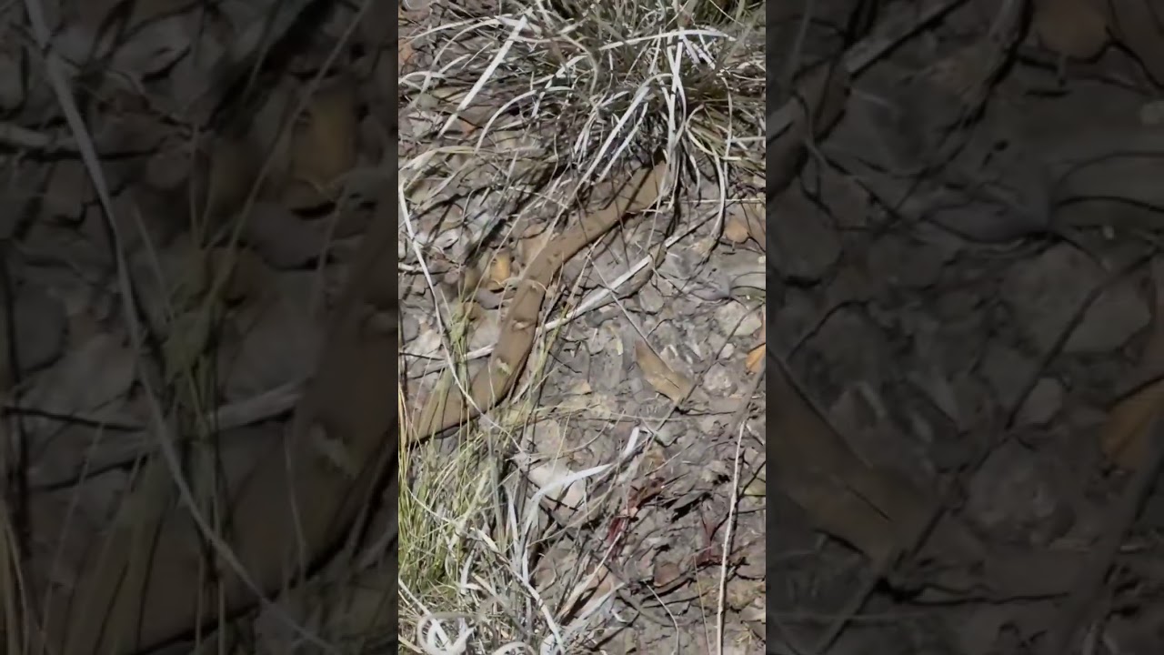 What Is This Rattlesnake?