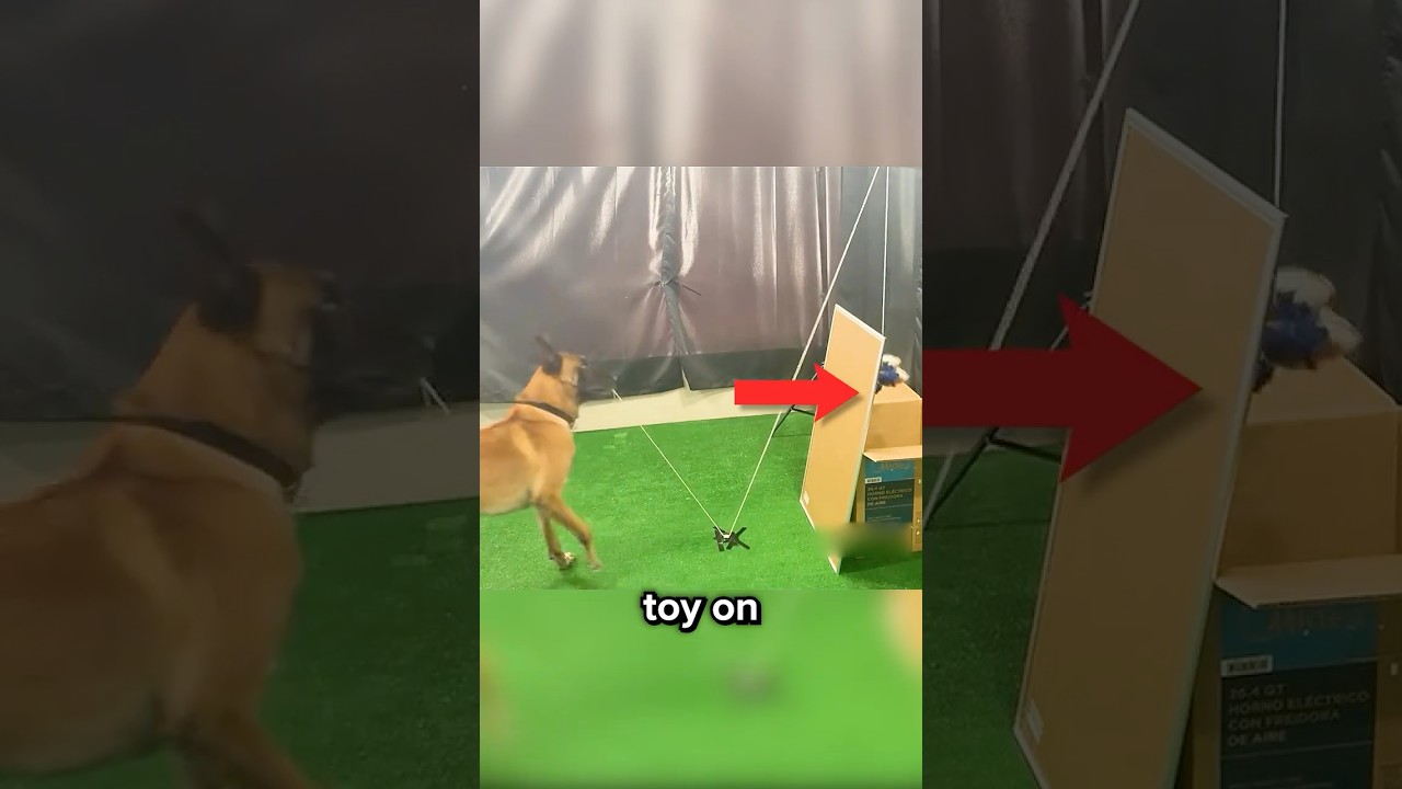 Why Dogs Are Smarter Than Humans
