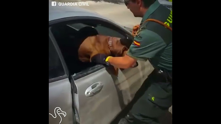 Cops Shatter Car Window To Save Dying Dog | The Dodo