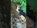Jalpari Nahin jalpari hai 🧜🐕😂#german shepherd#lucy #funny #comedy #youtube #viral