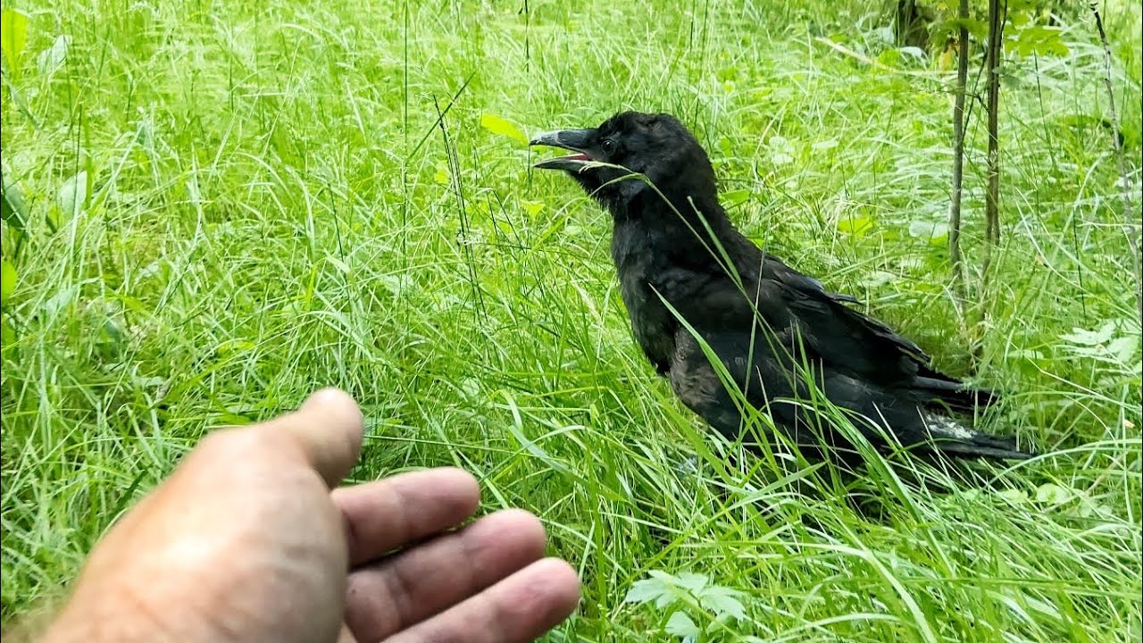 Раненый ворон. Раненый ворон