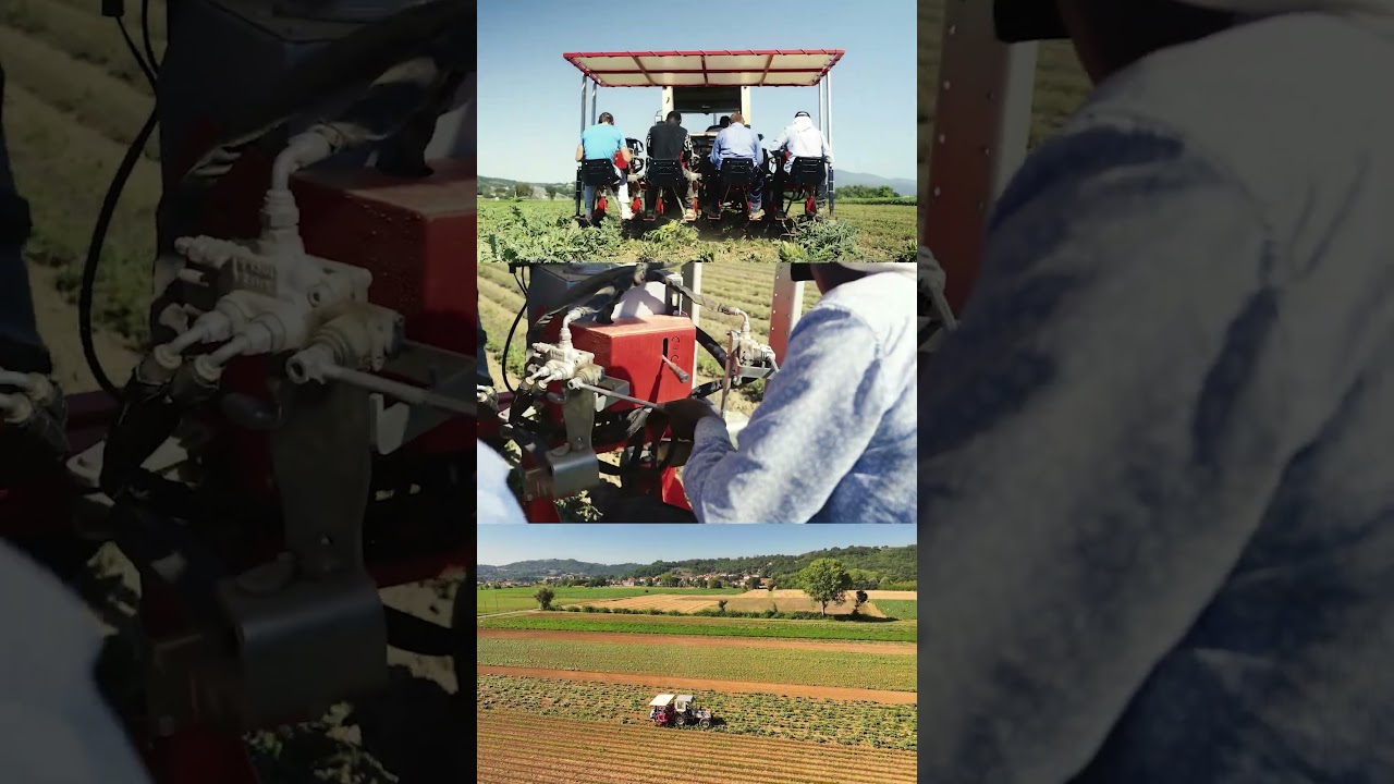 SA 433 H –  Sarchiatrice Inter Pianta