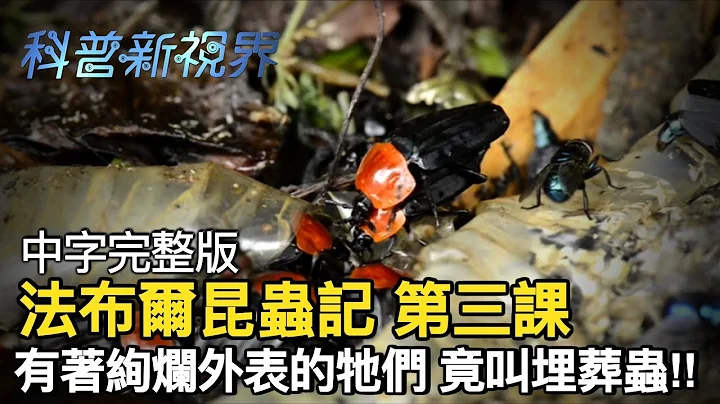激昂的生命 | 帮忙清理生物遗骸的埋葬虫，腐食性昆虫聚集的这个死亡之躯，却也是让牠们生生不息的来源!! 【法布尔昆虫记 第三课】全片线上看 - 天天要闻