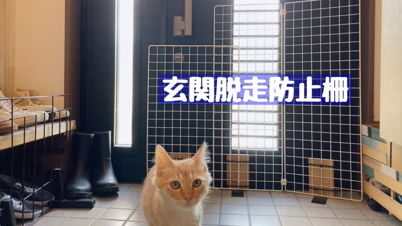 100均アイテムで猫脱走防止柵を作ってみました YouTube