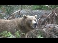 Мишкин УРОК. Правила безопасности в лесу. Как себя вести, чтобы не стать жертвой нападения медведя.
