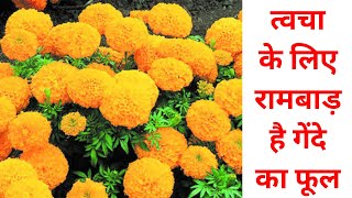 स्किन के लिए और कई बीमारियों में चमत्कारी है गेंदे का फूल Gende Ke Phool Ke Fayde