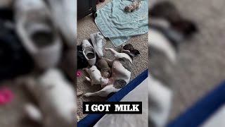 Female French Bulldog Ran Out Of Milk For Her Newborn Puppies