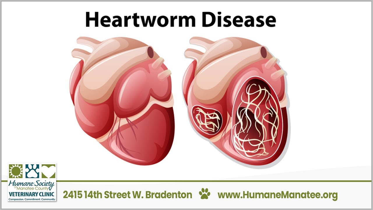 HSMC Veterinary Clinic - Saving lives 4 paws at a time