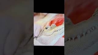 THE MOST PAMPERED ALLIGATOR!