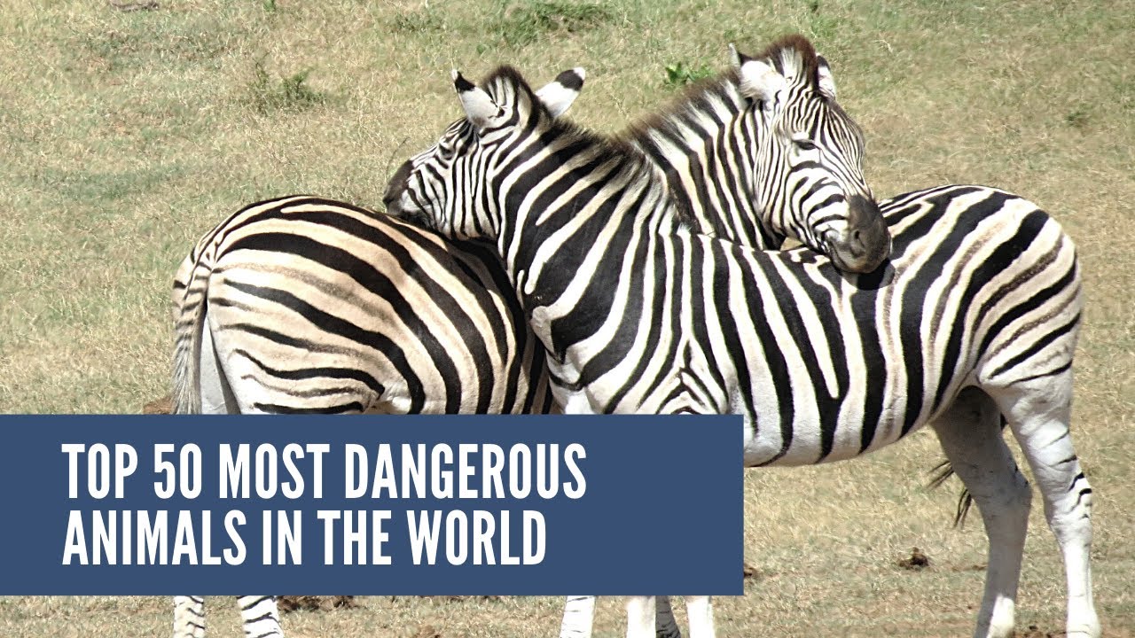 Top 50 most dangerous animals in the world | Episode 2 - YouTube