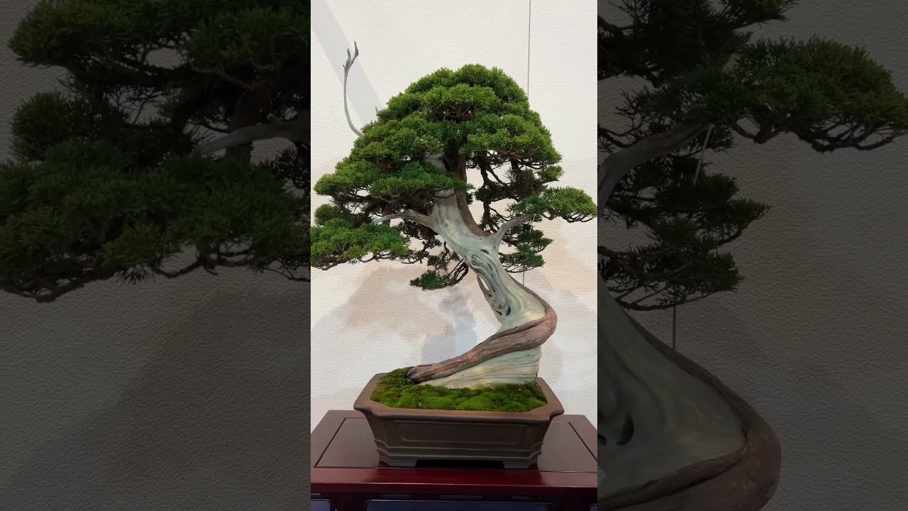 全国皐月花季大陳列展 写真帖 '76年回〜　12冊セット BONSAI 第22回さつき盆栽錦秋展 = 主催：日本皐月協会 = [4K] The 22nd