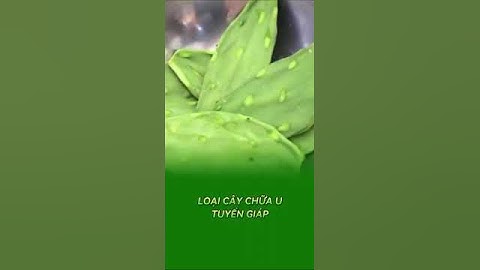 Công dụng của cây Xương Rồng tai thỏ " lưỡi rồng " .