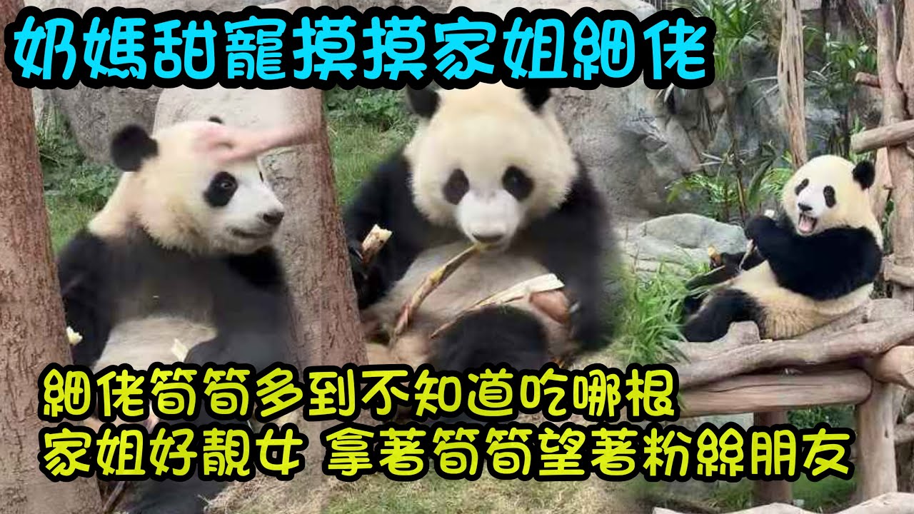 細佬好幸福，手裡懷裡全是竹筍，不知道吃哪根好了，家姐好有禮貌，一邊吃筍，一邊看看遊客朋友#大熊貓加加得得 #香港大熊貓  #大熊貓家姐細佬
