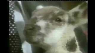 The Goat's Serenade